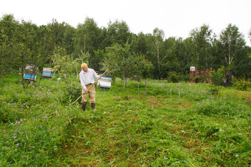 a man mows the grass. village life: harvesting hay for the winter. animal feed. braid close-up
