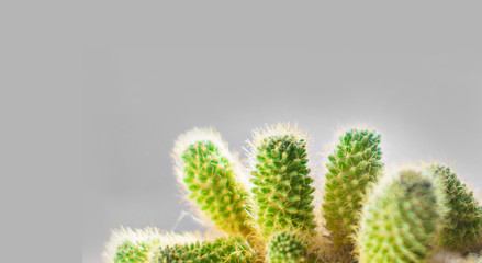 cactus isolated on a gray background. thorns close-up. copy space