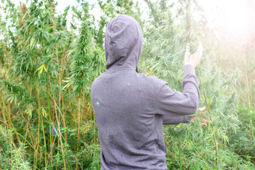 Man in a hoodie at the cannabis plantation. Marijuana field in sunlight