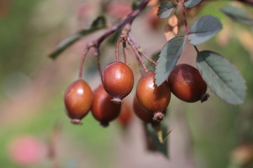 rose hips on a branch close-up.Ripe rosehip berries close up. Wild Rosehips In Nature.Close up wild rose hips bush in nature with bright wild rose or dog rose berries.Dogrose close up