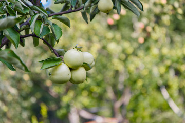 harvest: green apples on a tree in the garden. the products are ready for export. import of seasonal goods.