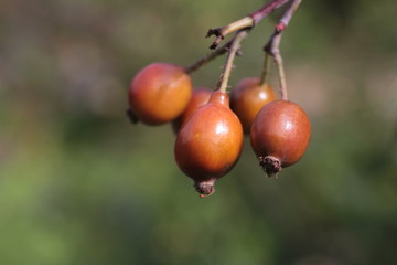 rose hips on a branch close-up.Ripe rosehip berries close up. Wild Rosehips In Nature.Close up wild rose hips bush in nature with bright wild rose or dog rose berries.Dogrose close up