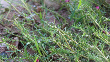 green grass on the ground