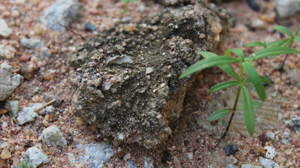 frog on the stone