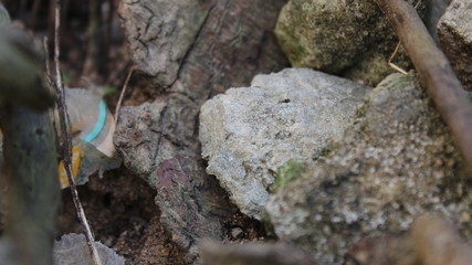 moss on tree trunk