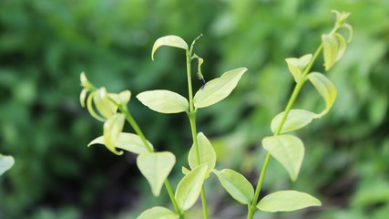 green leaves in the garden