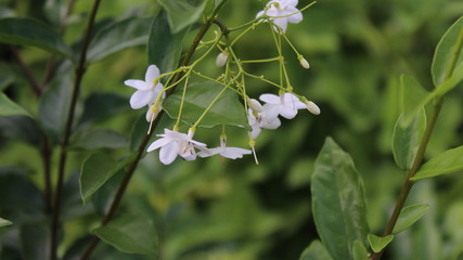 Fototapeta na wymiar white flowers on a green background