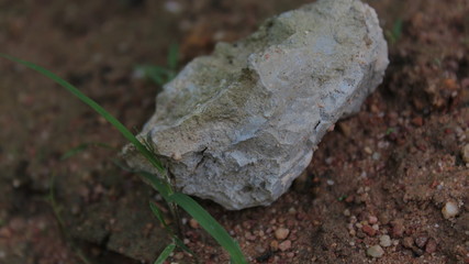 moss on the stone