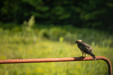 Female Merlin perched on a field gate in Vermont