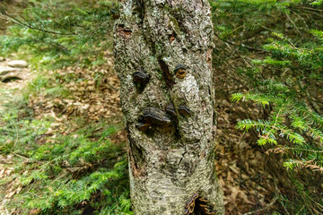 Fungi growing on a tree mimick a face