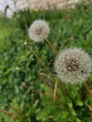 dandelion