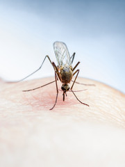 Dangerous Malaria Infected Mosquito Bite,  Encephalitis, Yellow Fever, Dengue, Mayaro Disease, Zika, EEEV or EEE Virus Infectious Culex Parasite
