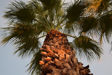Palm Tree Close Up and Above