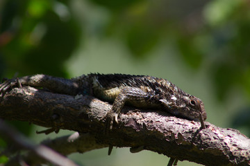 Gekko posado sobre una rama tomando el sol