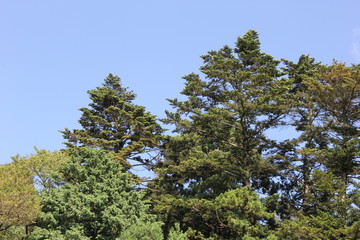 Fototapeta premium 木々と快晴の青空