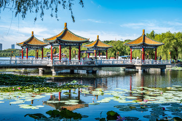 Obraz premium Lotus blooming in the water in Nanhu Park, Changchun, China 
