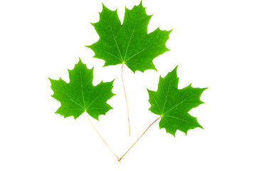 Green maple leaf isolated on white background