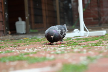 A pigeon in the backyard