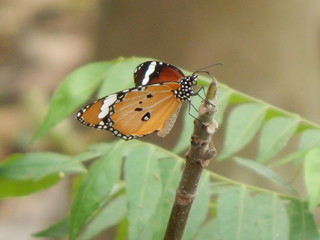 butterfly on leaf