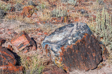 Petrified log in Petrified Forest National Park, Arizona