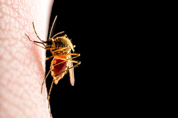 Dangerous Malaria Infected Mosquito Isolated on Black. Leishmaniasis, Encephalitis, Yellow Fever, Dengue, Malaria Disease, Mayaro or Zika Virus Infectious Culex Mosquito Parasite Insect Macro.