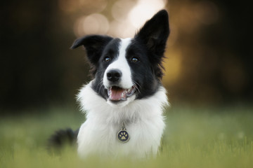 Border Collie Fisher