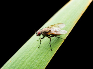 Exotic Drosophila Fly Diptera Parasite Insect Sitting on Green Grass Isolated on Black Background