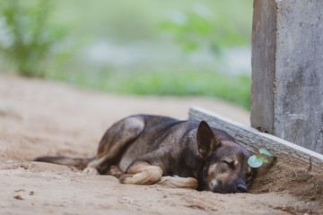 happy dog sleeping on soil ground with seeding plan 