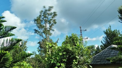 Obraz premium palm trees in the mountains