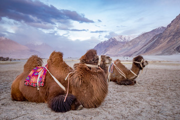 Herd of Bactrian camels with landscape of sand dune at Nubra Valley in Jammu and Kashmir, Ladakh...