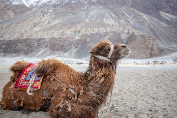 Herd of Bactrian camels with landscape of sand dune at Nubra Valley in Jammu and Kashmir, Ladakh...