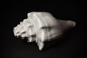 large conch shell on black background