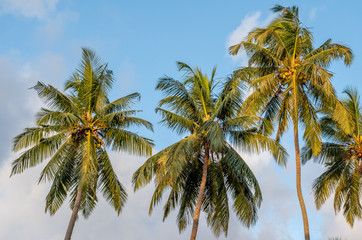 Fototapeta na wymiar Forest of coconut palm trees at Kalutara in western Sri Lanka