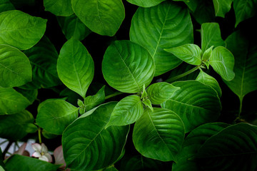 Fototapeta na wymiar closeup nature view of green leaf texture, dark wallpaper concept, nature background, tropical leaf