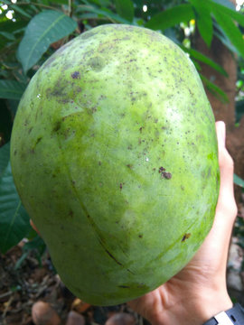 fresh large tropical mango on the hand free royalty stock photo