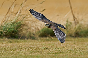 Red-footed falcon (Falco vespertinus)