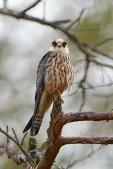 Red-footed falcon (Falco vespertinus)