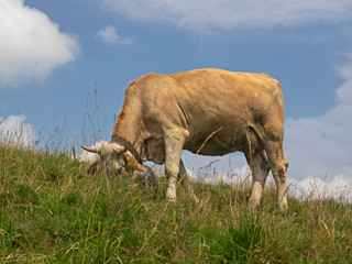 grazing cow on an alpine pasture
