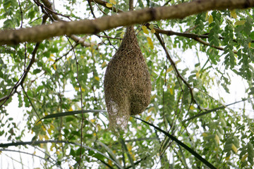 Bird nest on tree