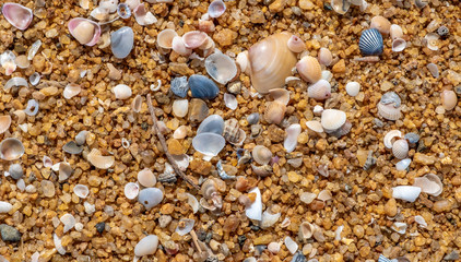 Fototapeta na wymiar Sea shells on the golden sandy beach at Kalutara in western Sri Lanka