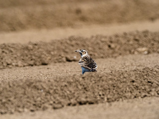 Japanese skylark in a plowed farm field 8