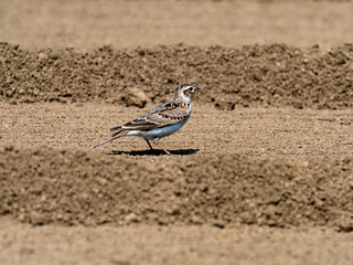 Japanese skylark in a plowed farm field 9