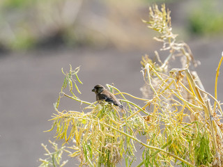 gray-capped greenfinch perched on tall grass 2