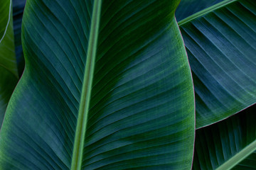 closeup nature view of banana leaf texture, dark wallpaper concept, nature background, tropical leaf
