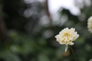 White dahlia in garden. A picture of single white dahlia with nature background