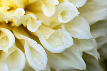 Dahlia. white large summer flower in the garden. gardening