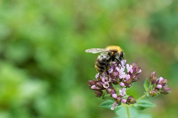 The bee collects pollen for honey from the Oregano plant.