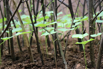 Beans plant which are small and growing with dry sticks support close up