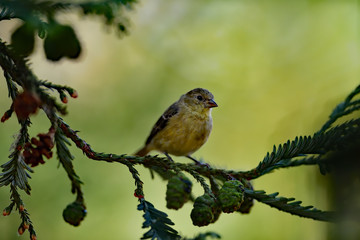 Lesser Goldfinch, aka Spinus psaltria