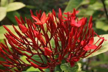 red and yellow flower